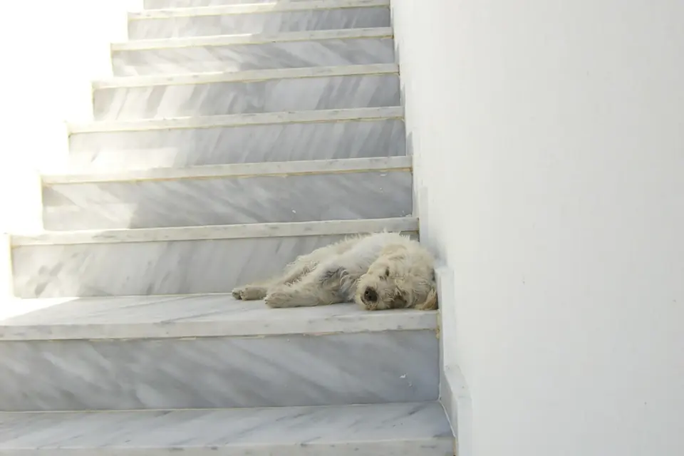 Un petit chien blanc couché sur les marches d'un escalier blanc, au soleil