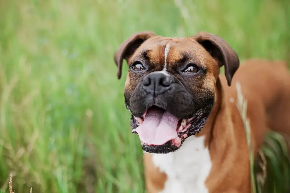 Un boxer halète, langue pendante, dans l'herbe haute en plein été