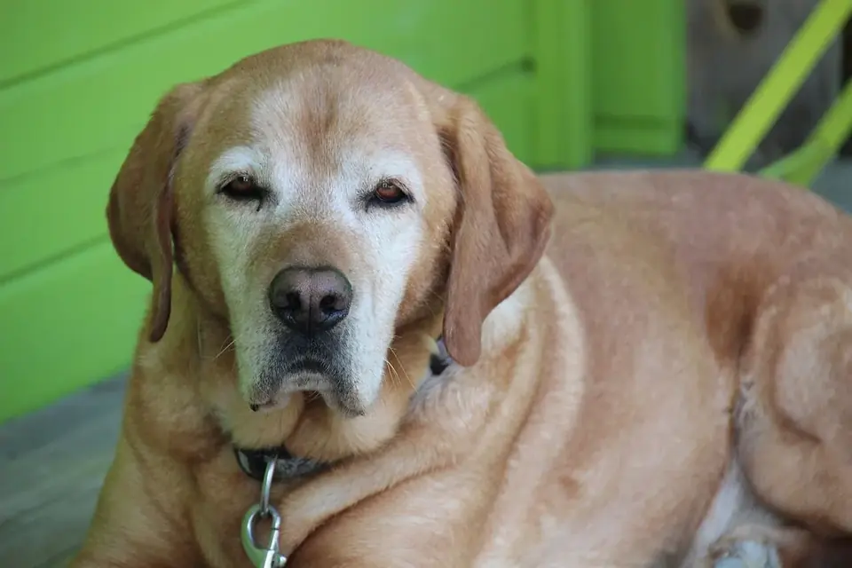 Un vieux labrador au museau blanchi, couché, regarde l'objectif d'un air paisible