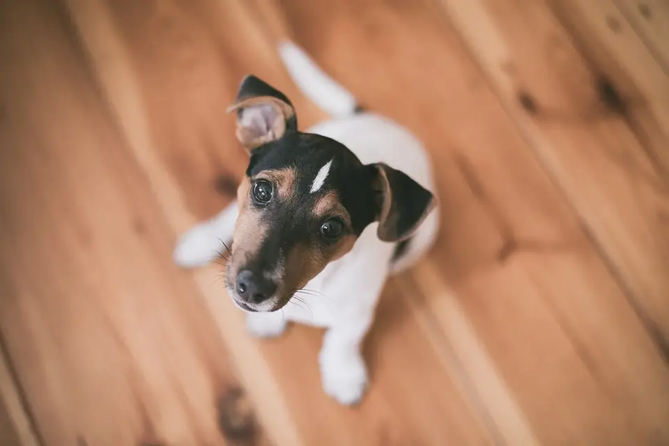 Un chiot jack russell blanc et fauve, couché sur un parquet clair, lève les yeux vers l'objectif