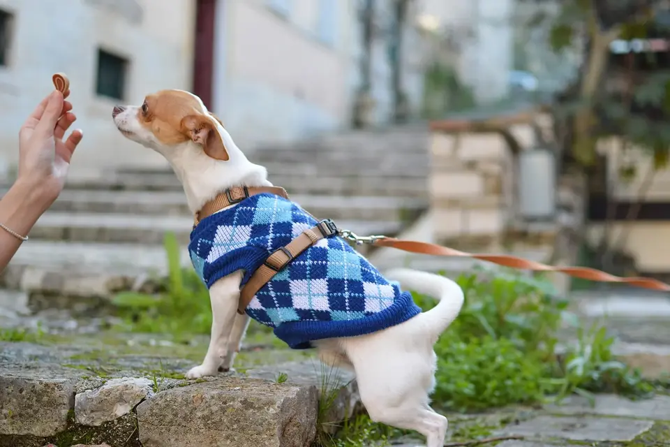Une main tend une friandise à un petit chien en manteau tricoté, assis bien droit sur un muret