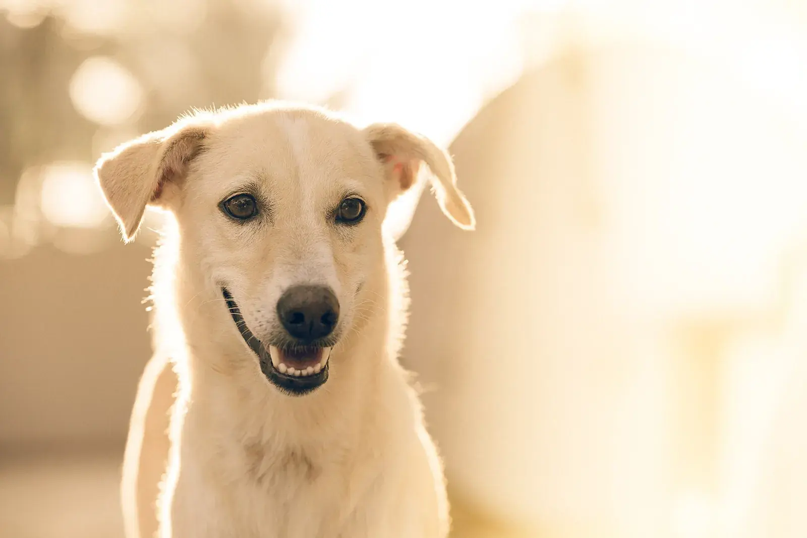 Un chien au pelage clair, tête penchée et gueule entrouverte, dans une lumière dorée de fin de journée