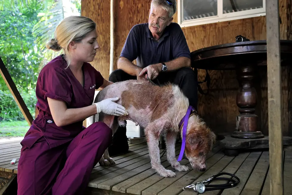 Une vétérinaire examine un chien en présence de son propriétaire, sous un porche