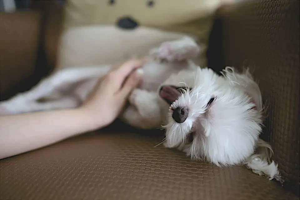 Une main caresse un petit chien blanc couché sur le dos sur un canapé, en train de bâiller