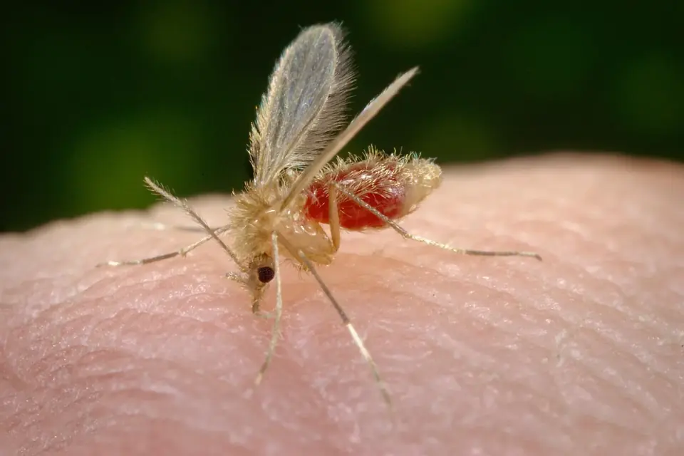 Un phlébotome, insecte beige aux ailes velues, pique la peau et se gorge de sang