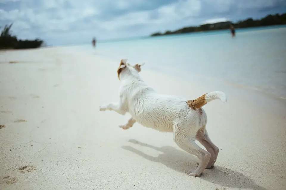 Un petit chien blanc et roux court sur une plage de sable blanc au bord d'une eau turquoise