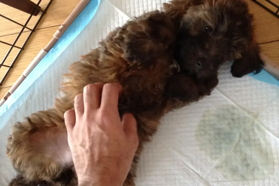 Un chiot au poil brun allongé sur le dos se fait caresser le ventre à côté d'une alèse de propreté