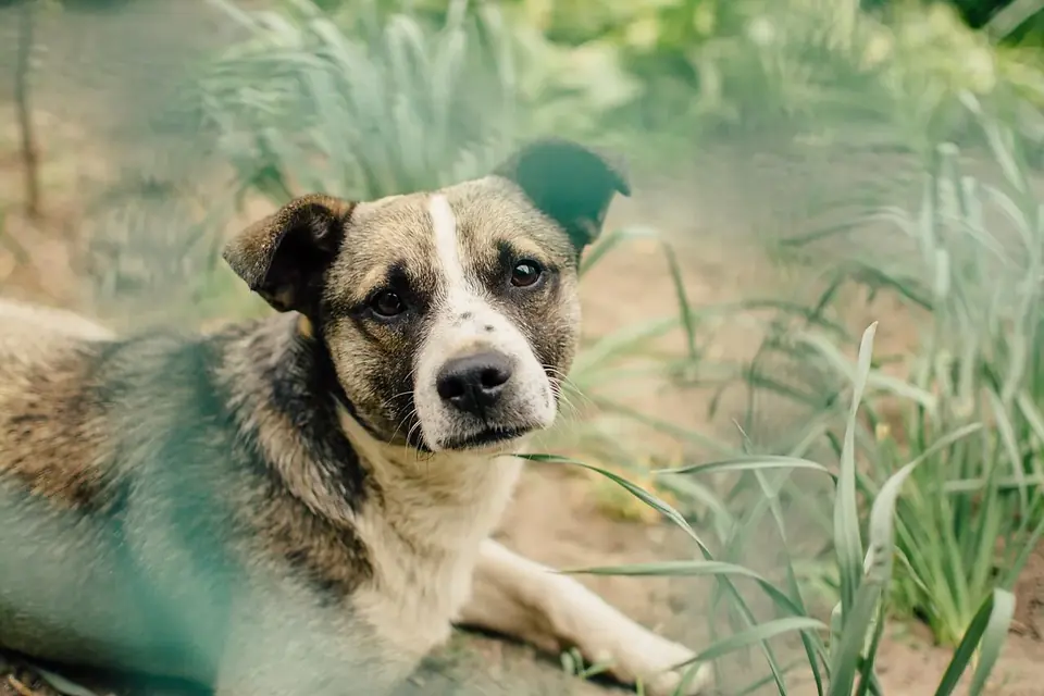 Un chien attentif, couché dans l'herbe haute, regarde vers son maître