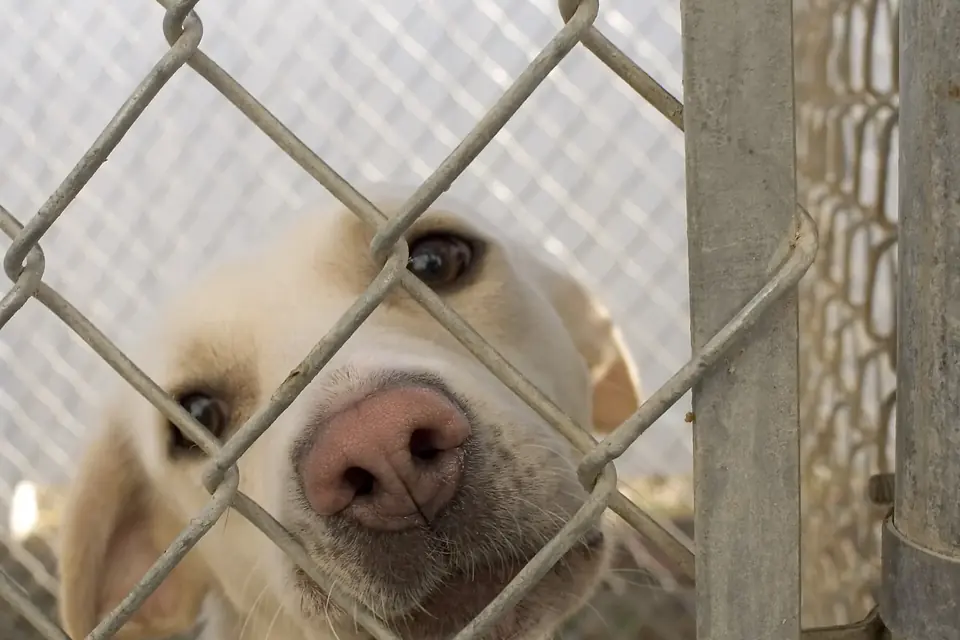Un chien regarde à travers le grillage de son box dans un refuge