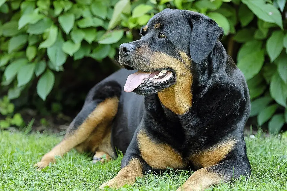 Un rottweiler adulte couché dans l'herbe, la tête relevée