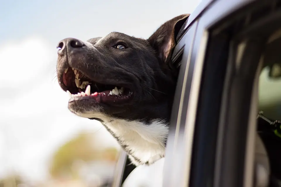 Un chien noir et blanc passe la tête par la vitre d'une voiture, la gueule entrouverte